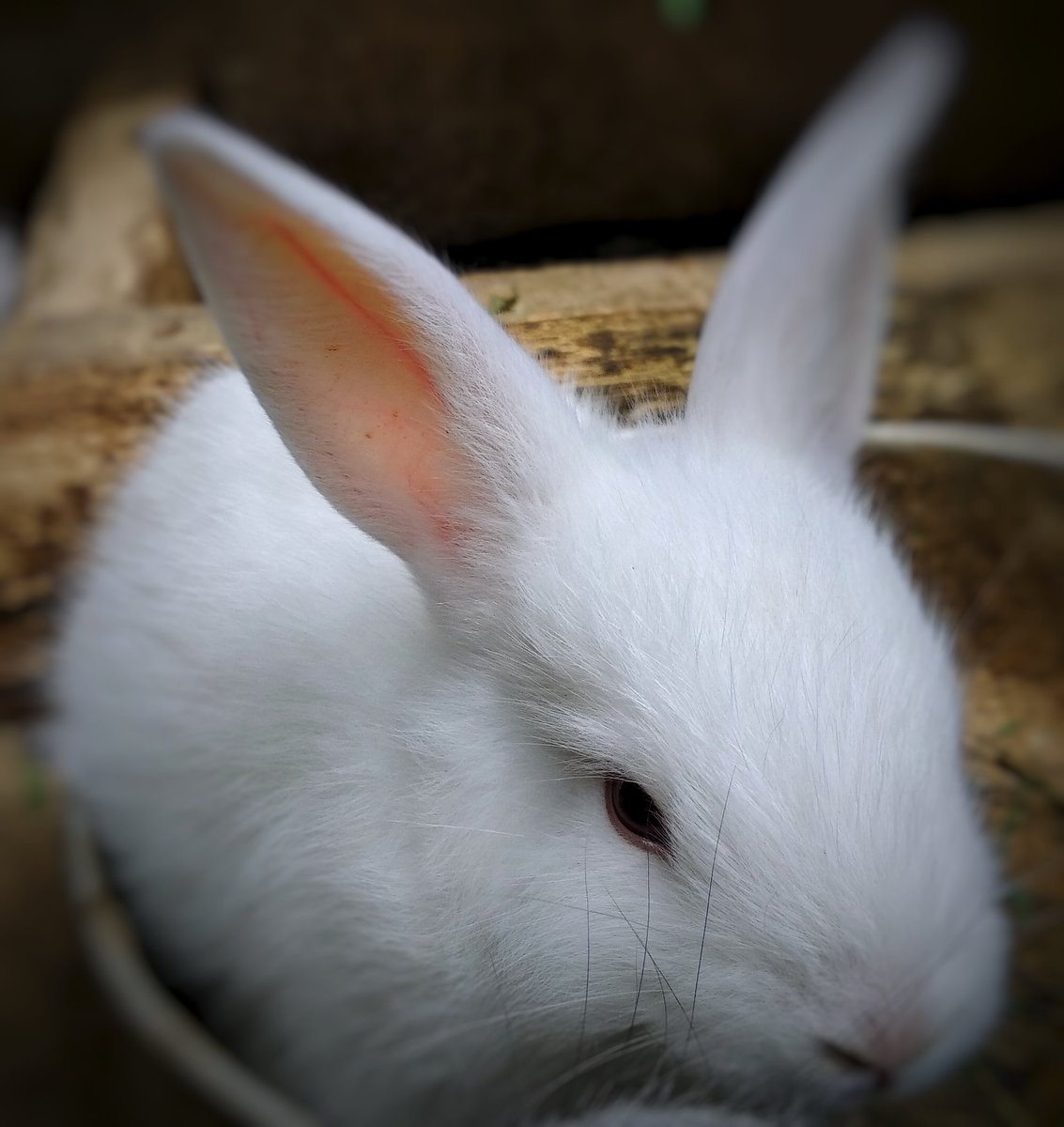 Azlss's tweet photo. @a5phyxia @melody_rat This baby's mine <3 https://t.co/SWmT7HOvNc