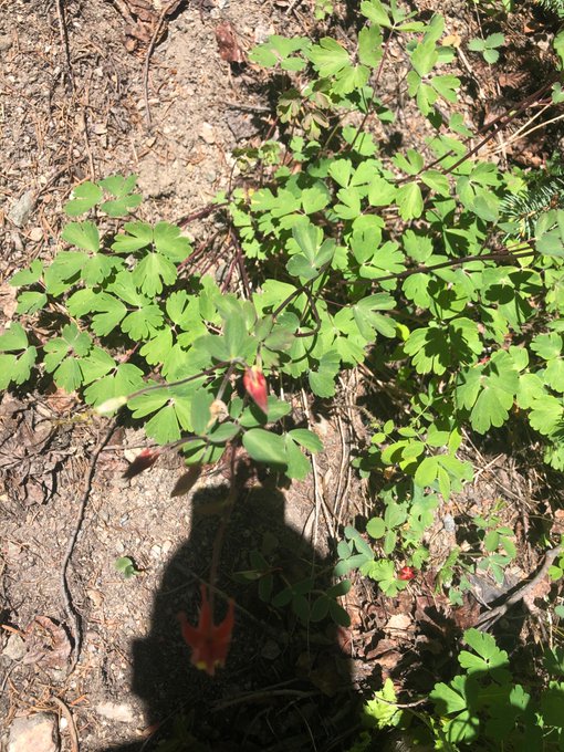Red Columbines going to flower. https://t.co/2qA07yRtJ7<a href="/tag/coronavirus"class="tags"><span>#coronavirus</span></a>