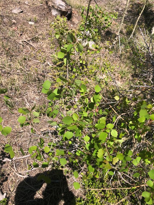 Aspens are greasy and bitter. https://t.co/hL9h4thNMX<a href="/tag/coronavirus"class="tags"><span>#coronavirus</span></a>