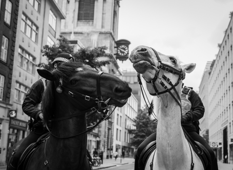 petemurrell151's tweet photo. A Few more of City Police Horses https://t.co/6piHdWTrxg