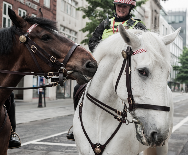 petemurrell151's tweet photo. A Few more of City Police Horses https://t.co/6piHdWTrxg