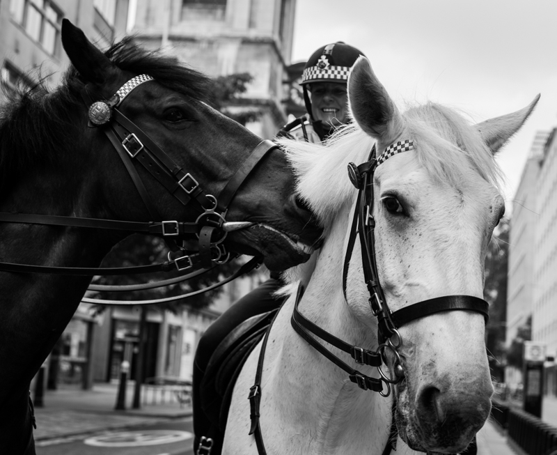 petemurrell151's tweet photo. A Few more of City Police Horses https://t.co/6piHdWTrxg