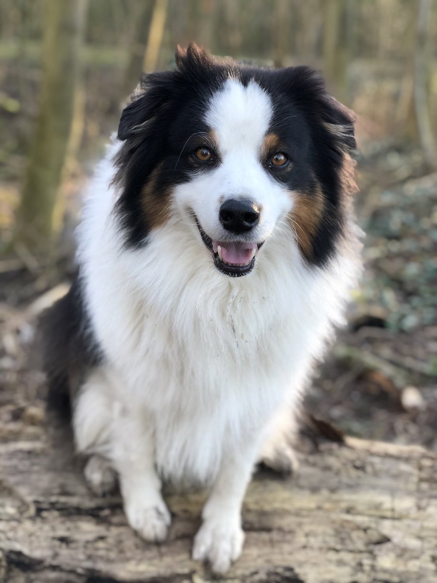 Viekstra's tweet photo. M’n lieverd 6 jaar vandaag 🥰🥳 #aussiefriend https://t.co/k0d0pj4bIi