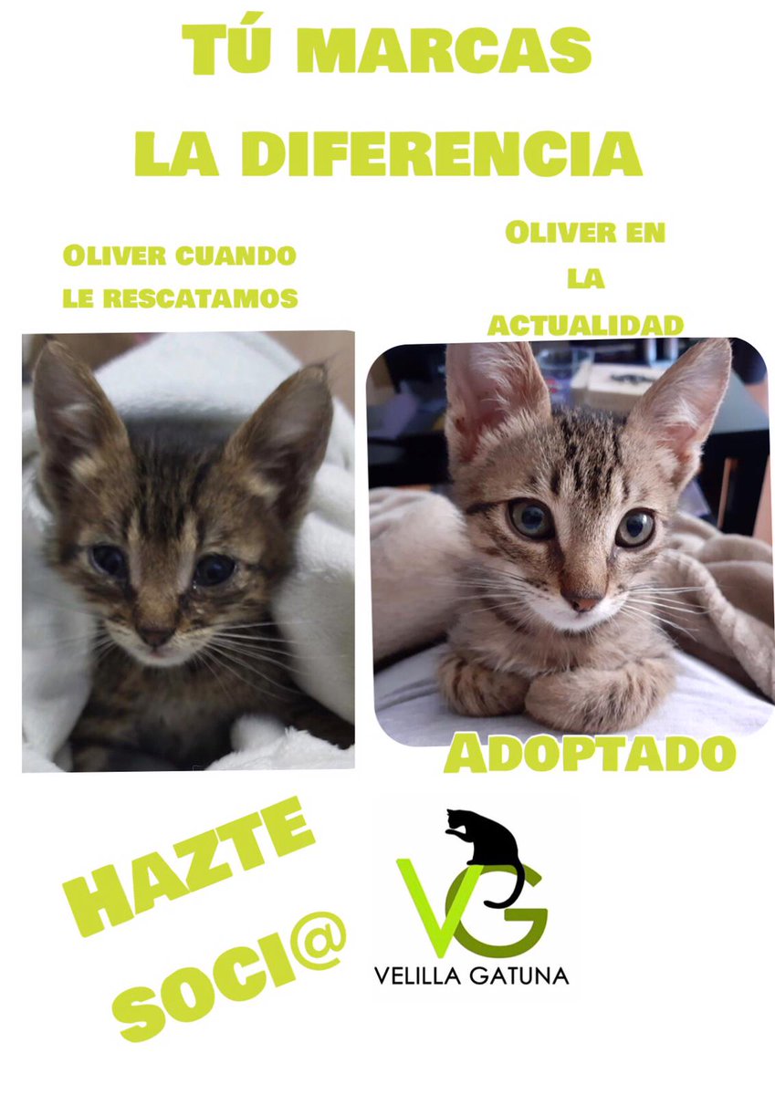 Velilla Gatuna (@velillagatuna) on Twitter photo 