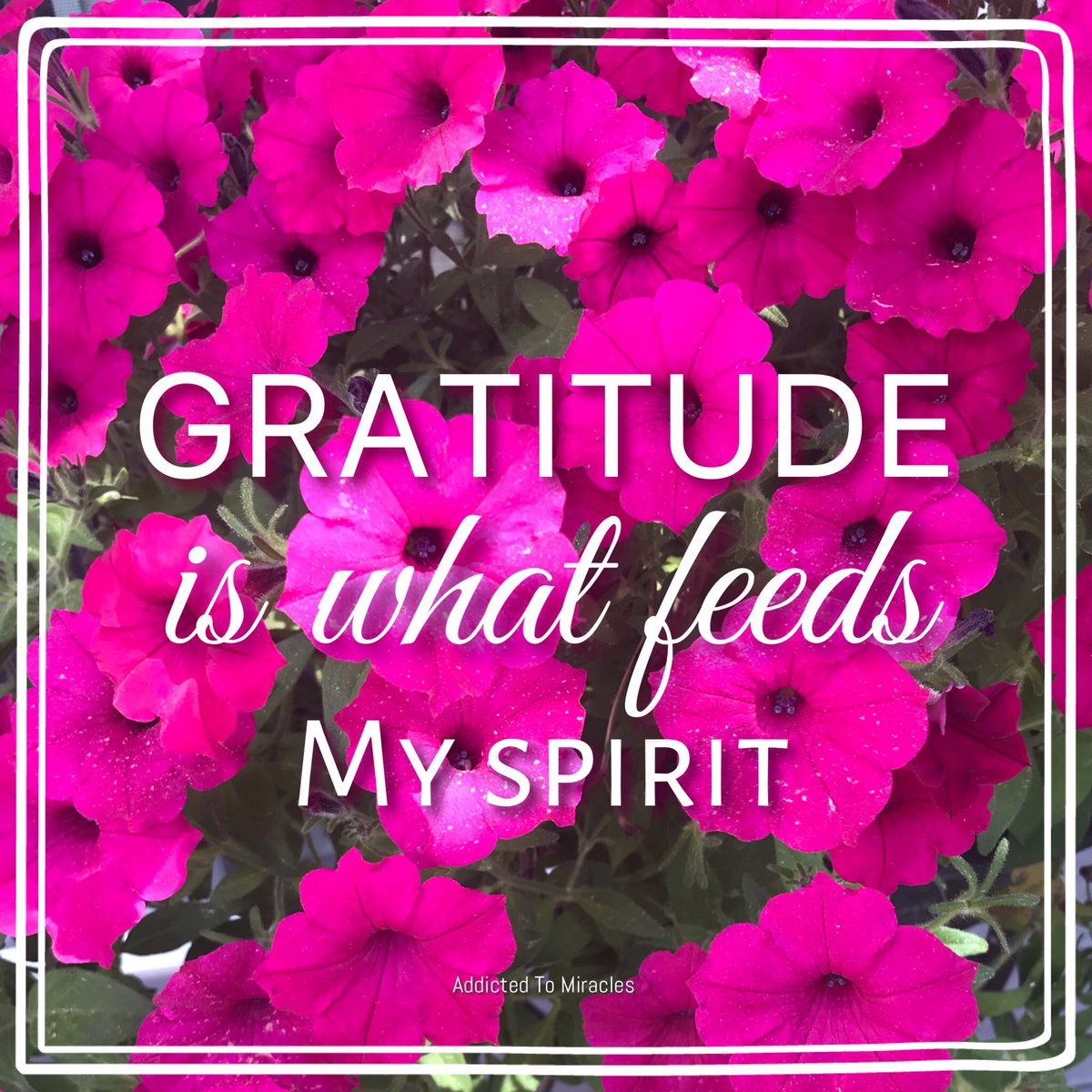 So grateful to have these beautiful flowers to enjoy! My spirit is full. Thank you, Charlotte 🙏🏻💝