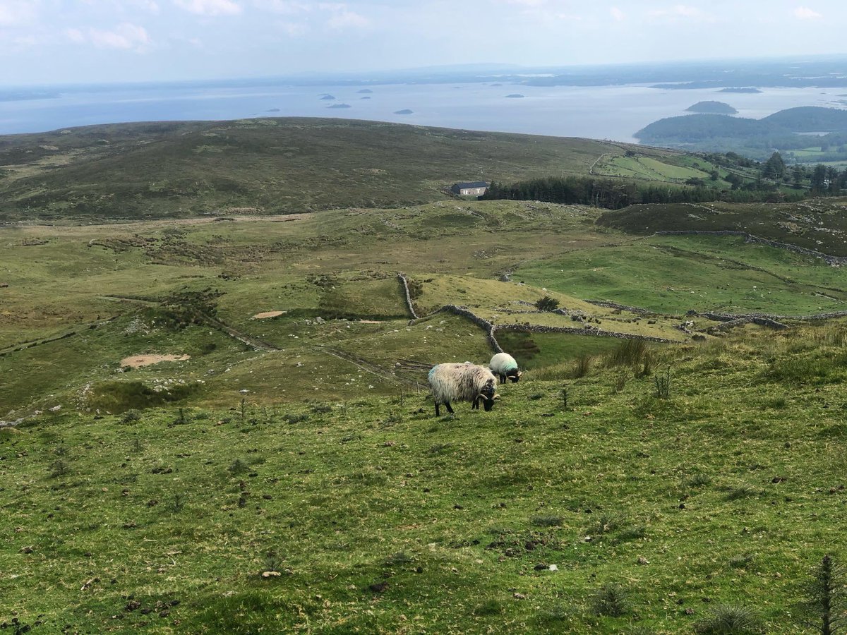 clonbur_galway's tweet photo. Some pictures from Mount Gable today. Hard to believe this morning was so nice! #Clonbur #Galway #Ireland #Connemara #MountGable #Landscape https://t.co/DC4BTLoW2o