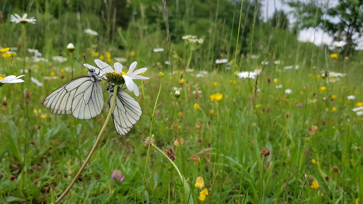 When you want to hide for the rain, and your favorite location is occupied, and anyway you are too big. Though this beautiful haymeadow in the Eifel (D) had more than enough flowers. Black-veined White (Aporia crataegi).