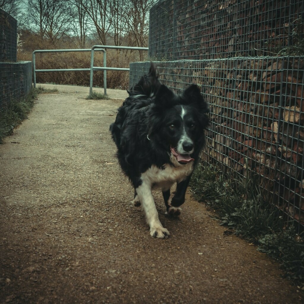 Maurice_Meerten's tweet photo. Rocky... .
#rocky #tonekillers #heelholland_fotografeert #shotsdelight #chipfotomagazine #bordercollie #ourvisualvibes #visualgrams #filters #creative_photography #kameraexpress #toneception #sonyvisuals #moodyfilms #mauricemeerten #collienation #werkaa… https://t.co/zGlcet8ahV https://t.co/VI7Pah17SE