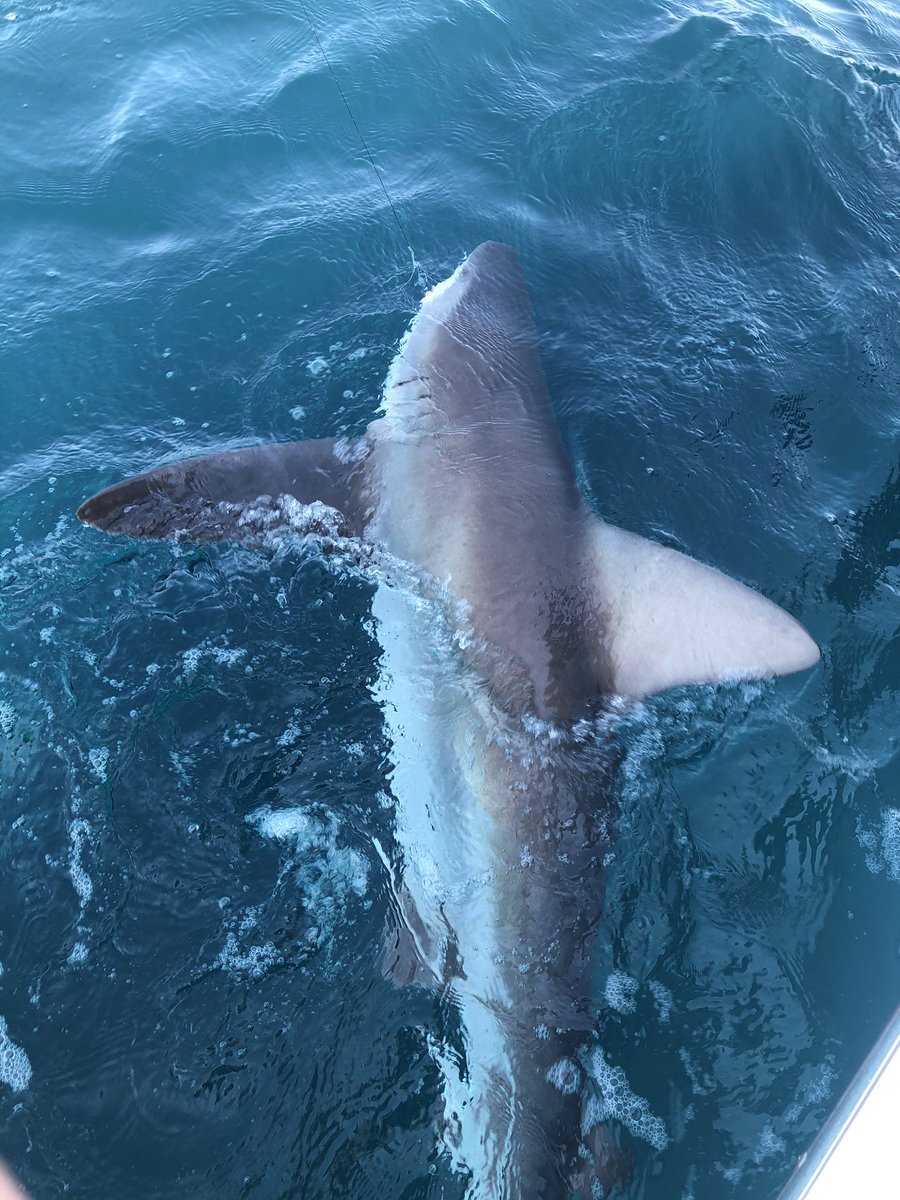 AshleyL_Scott's tweet photo. The @realDonaldTrump flag brought us good luck today! Maxed out on snapper and caught a 6 foot shark that we released. 🇺🇸 https://t.co/o3txM5RIgN