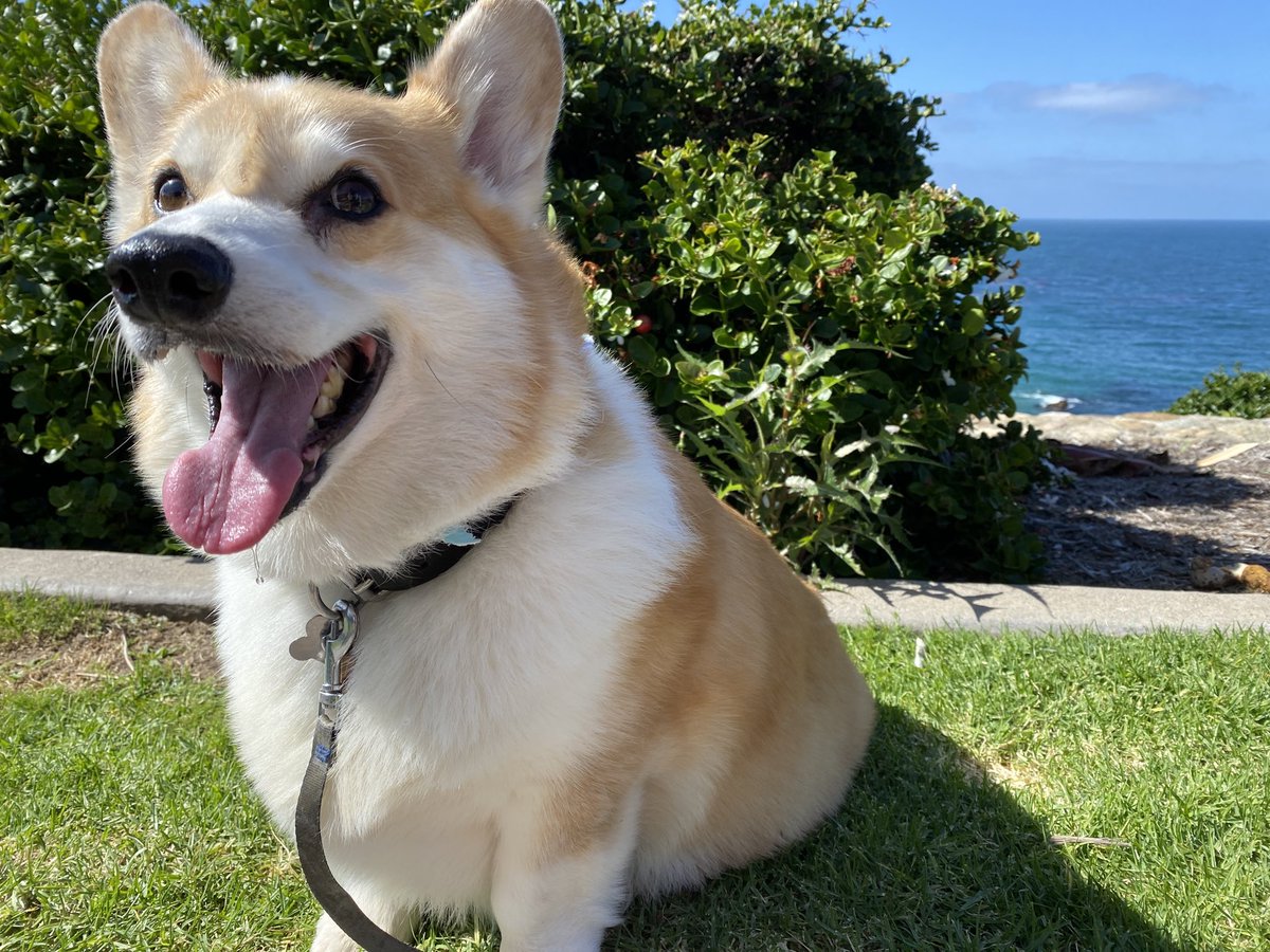 Russ the BlizzCorgi tweet media