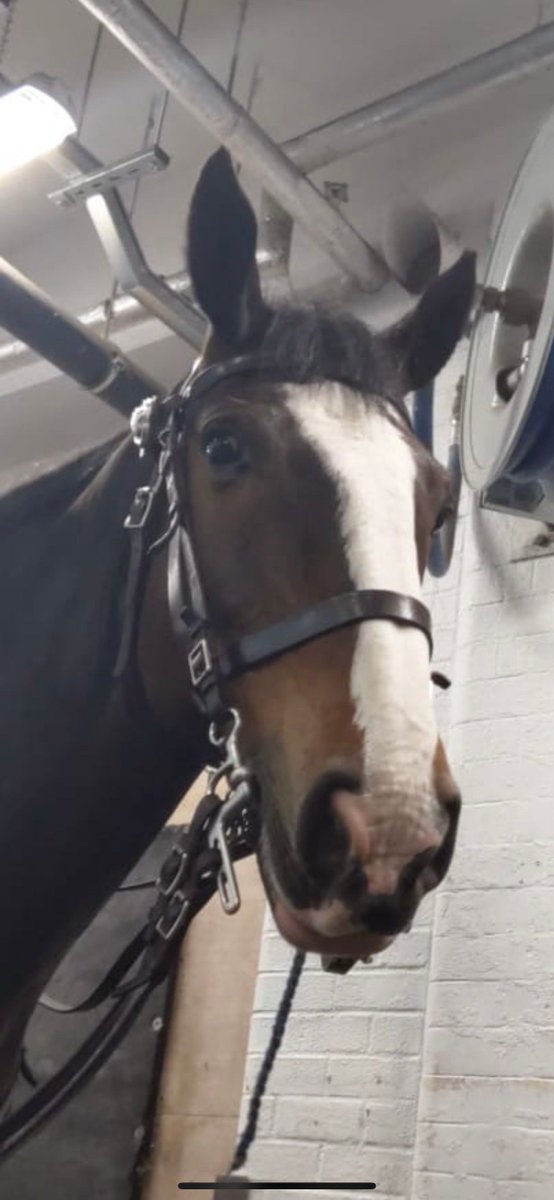 K9Finn's tweet photo. Police Horse and Dog around the country have worked hard these last few weeks alongside officers trying to keep the peace 🐾💙

Be their voice and go to your MP and ask them to support the Animal Welfare Act sentencing bill aka #FinnsLawPart2 🐾

They deserve it 👍🐾

#FinnHour https://t.co/IdJu0L3b0z