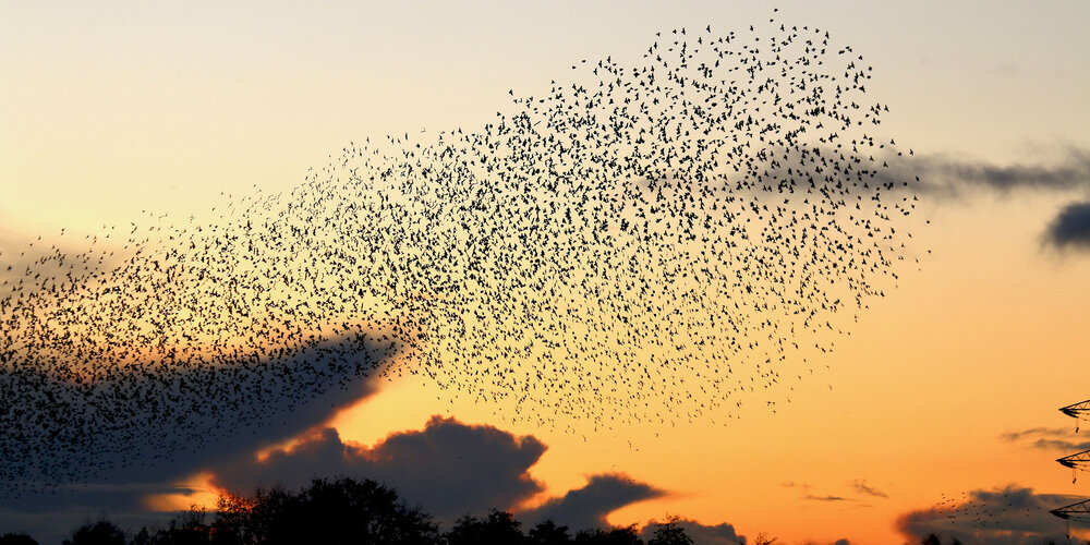 The Levels are an internationally renowned archaeological site - having seen human habitation since the dawn of man.They're also a Site of Special Scientific Interest… 5,856 hectares of water-locked fields provide an unparalleled habitat for a staggering array of wildlife!
