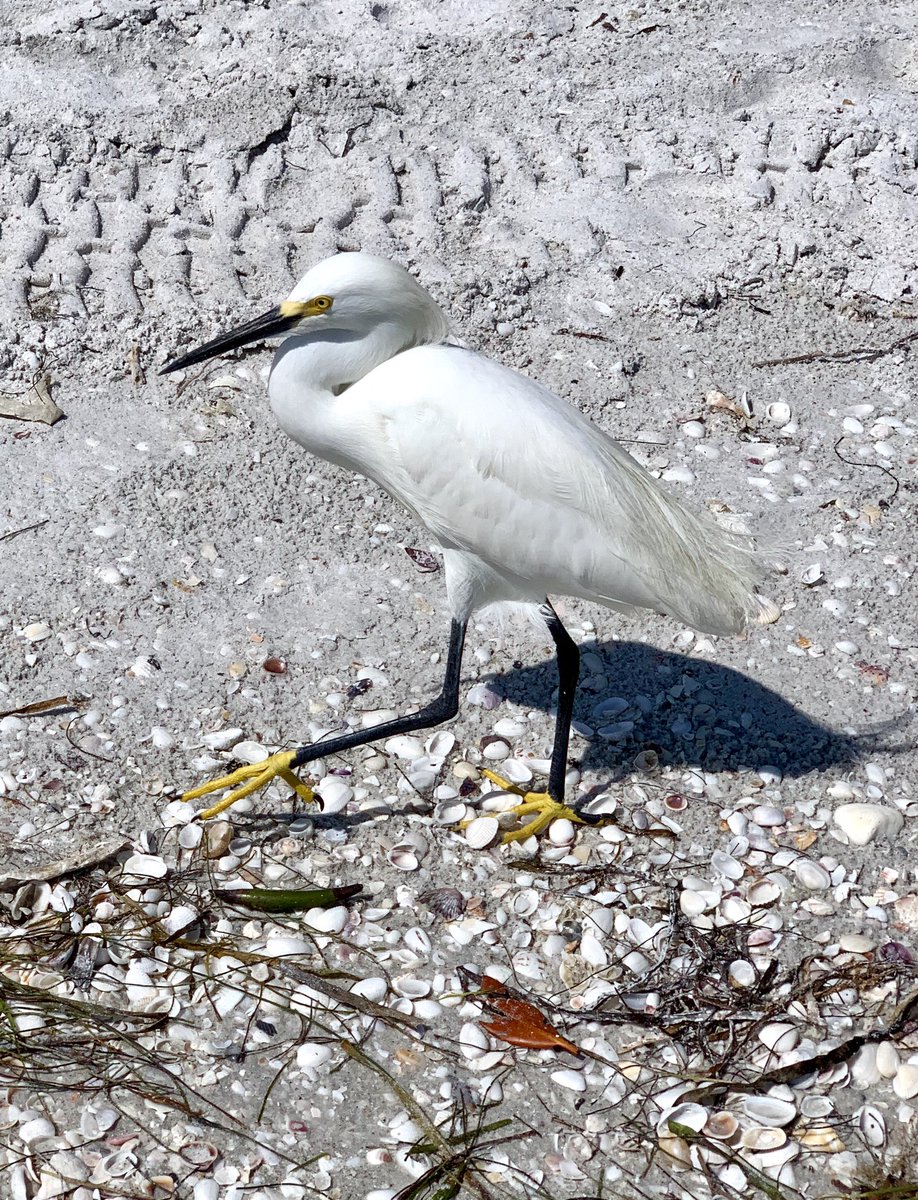mrutan's tweet photo. #egret #yellowfeet #beachstroll #justhangingout #sanibel https://t.co/yJt2pGGrpx