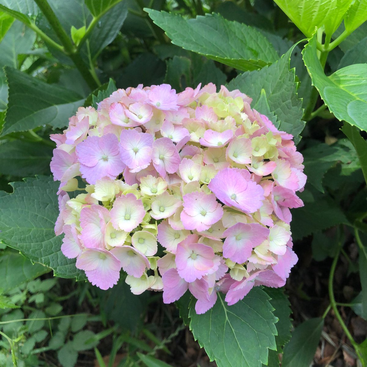 Megumi Paix ぺぺ 今日の 紫陽花 ハイドランジア セイヨウアジサイ 植物 青 青紫色 花言葉 冷淡 無情 高慢 辛抱強い愛情 あなたは美しいが冷淡だ ピンク 赤紫色 花言葉 元気な女性 白色 花言葉 寛容 T Co Ryeolaujxp T