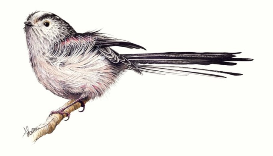 bernoid's tweet photo. I like birds https://t.co/C1nKftIvzy