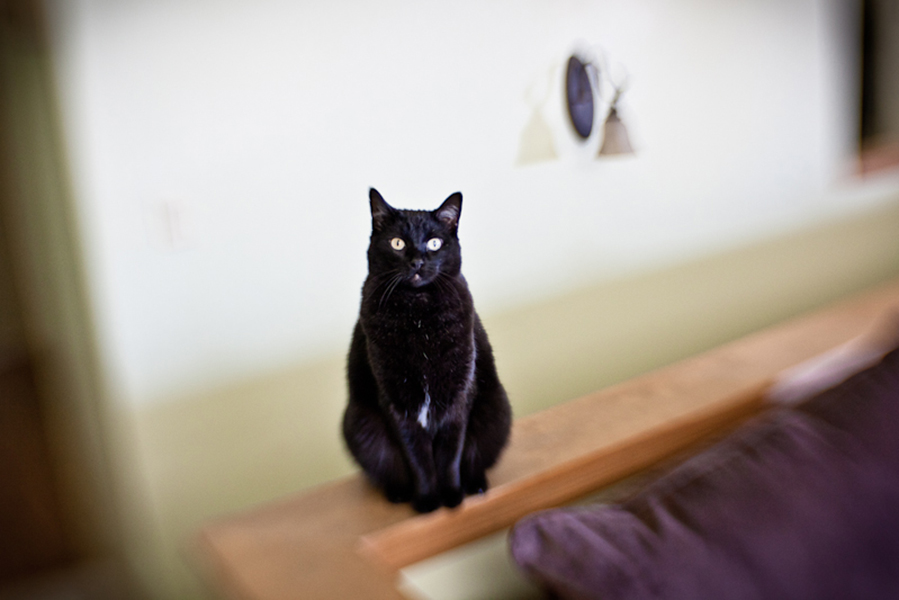 rawtography's tweet photo. I swear, cats can see directly into our souls.  This one stared me down in an energetic stand-off between my camera and its eyes.  The cat won, of course.  😸 #Caturday #cats #catslife https://t.co/tqWJCi3M31