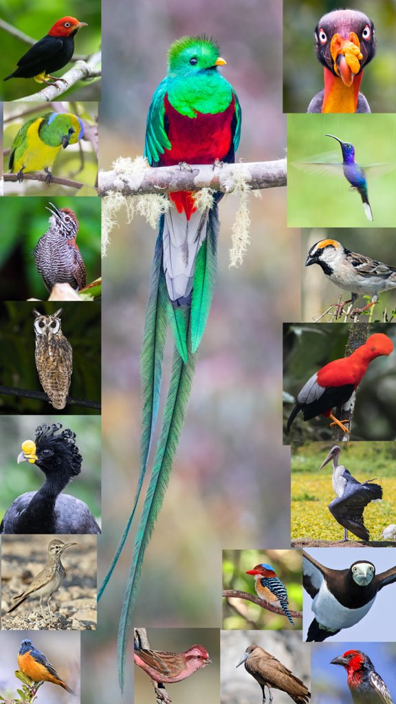 Türkiye Kuşları kitabı çekilişi başlasın. Bu seferki isteğim bunu RT yapıp bugüne kadar kaç kuş türünü ayırt edebildiğinizi yazmanız. Ben başlatayım. Dünyada yaşayan 10800 kuş türünün 3500’den fazlasını görüp fotoğrafladım. (doğal ortamında) Bazıları burada. Bol şans :) devamı +