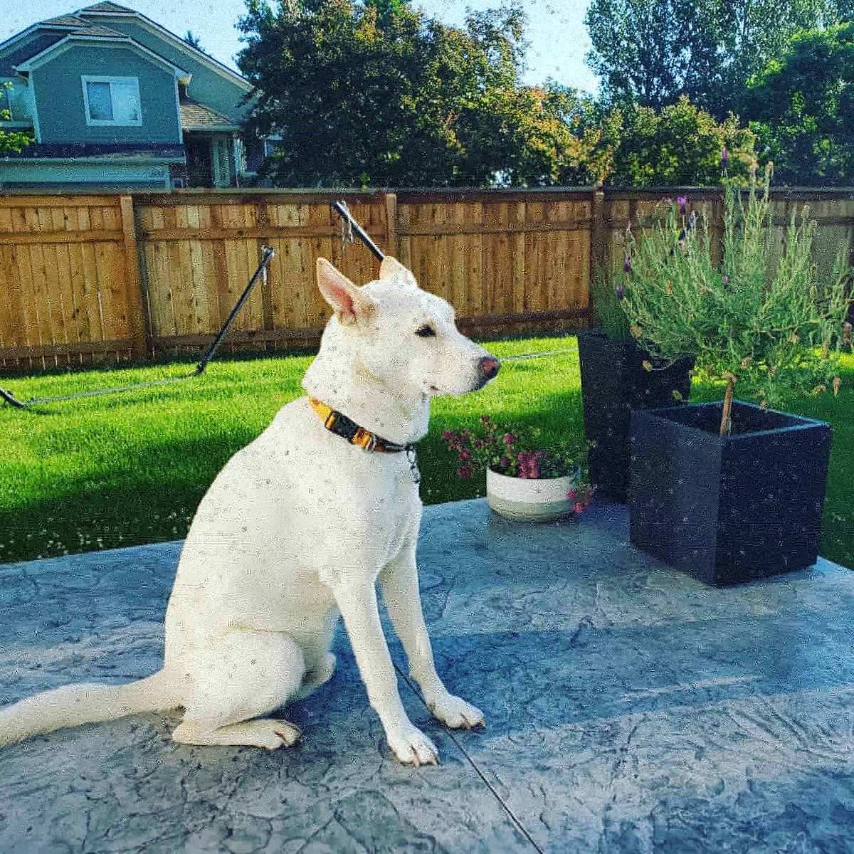 jqsmooth's tweet image. This is my dog, Fletch. He&apos;s the best. #jindodog