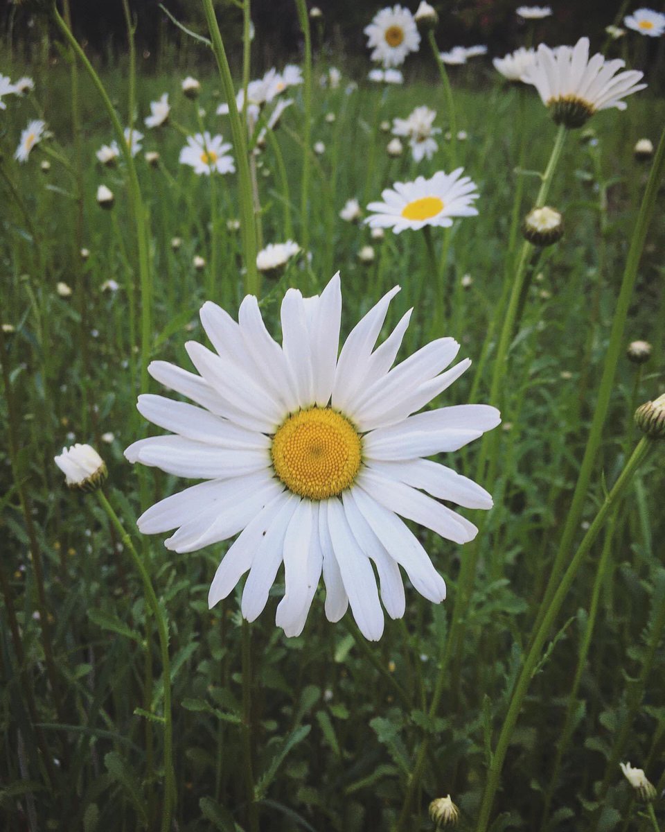 I would like to give daisy to my dedicated nurses for their extraordinary compassion in these difficult times 🥰