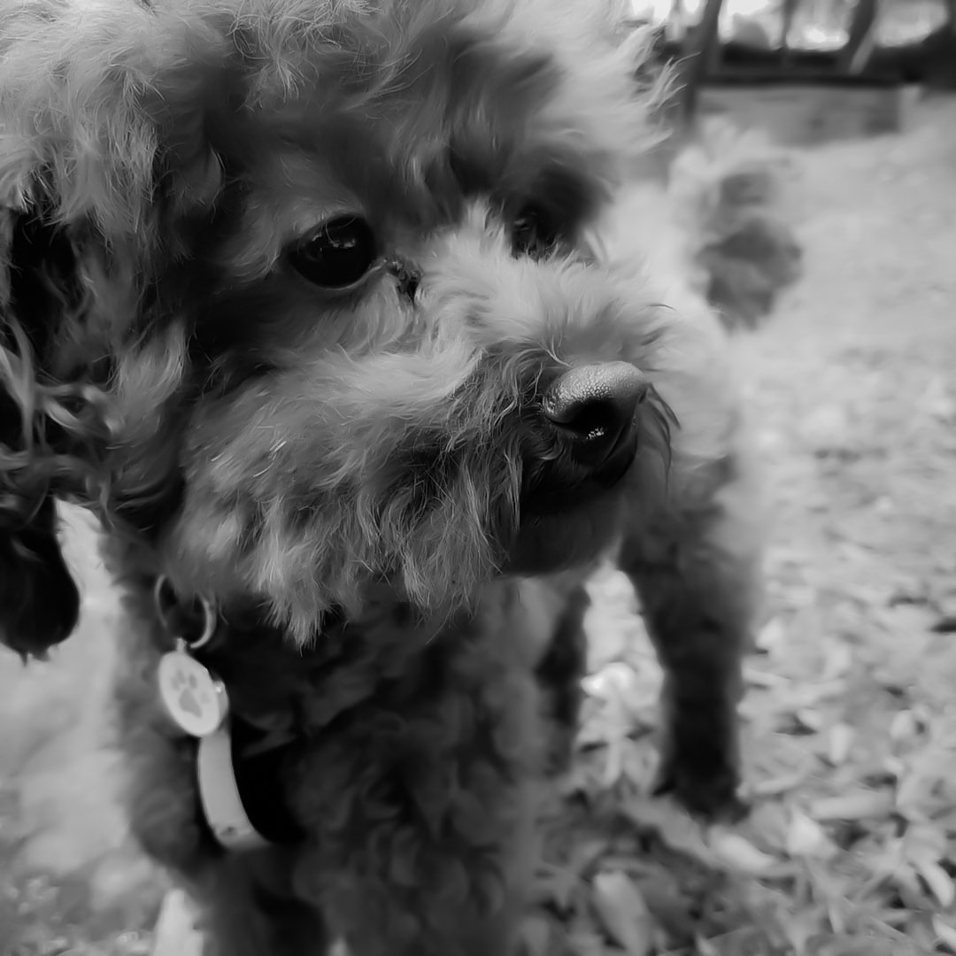 s0ukeye's tweet photo. ㅤㅤ    ㅤㅤ        𝐏𝐄𝐓 𝗦𝗨𝗡𝗗𝗔𝗬 ﹫ 🐶 https://t.co/MZRdm3RQ3r