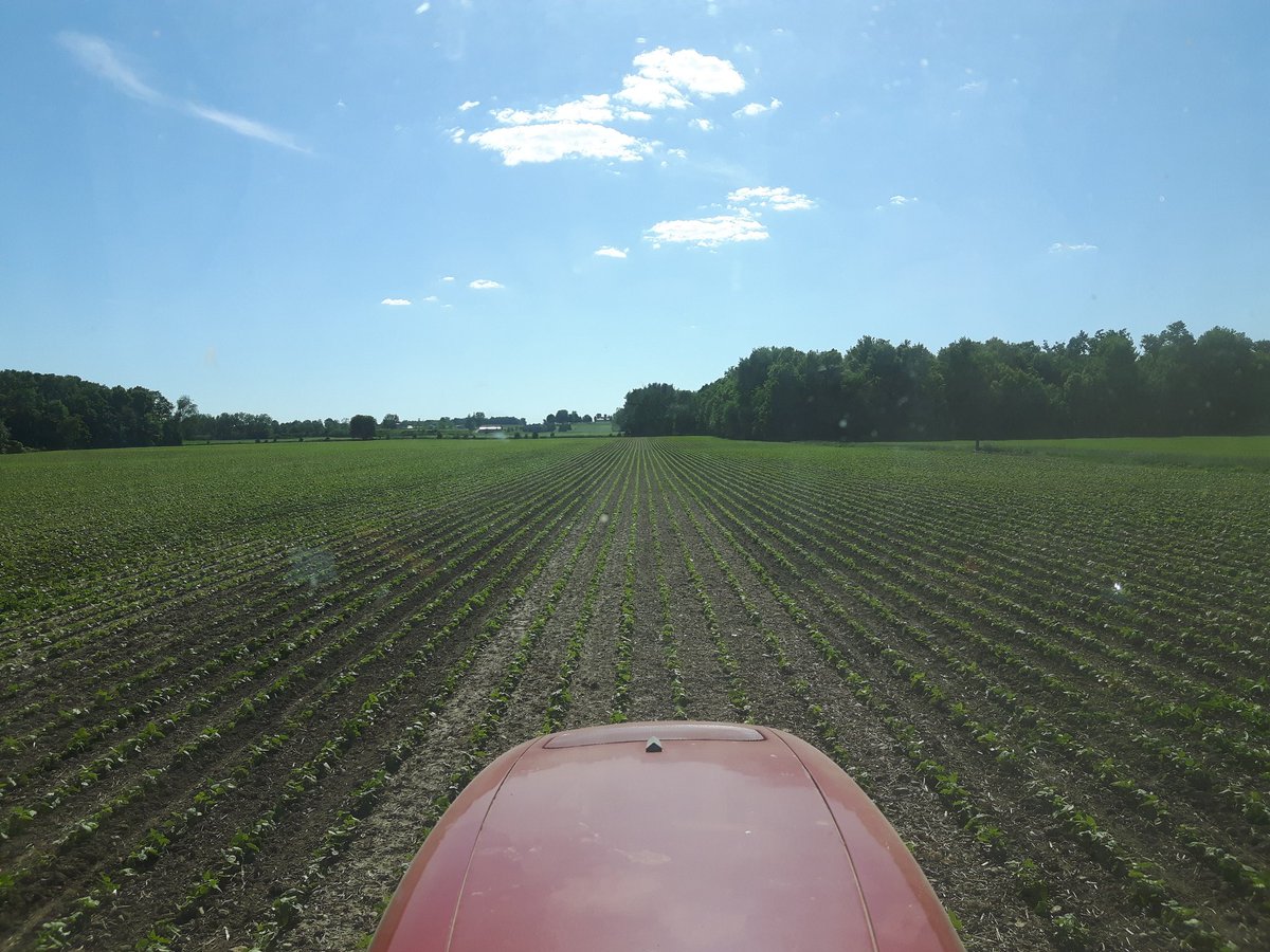 Nice day to scuffle some HDC cranberry beans