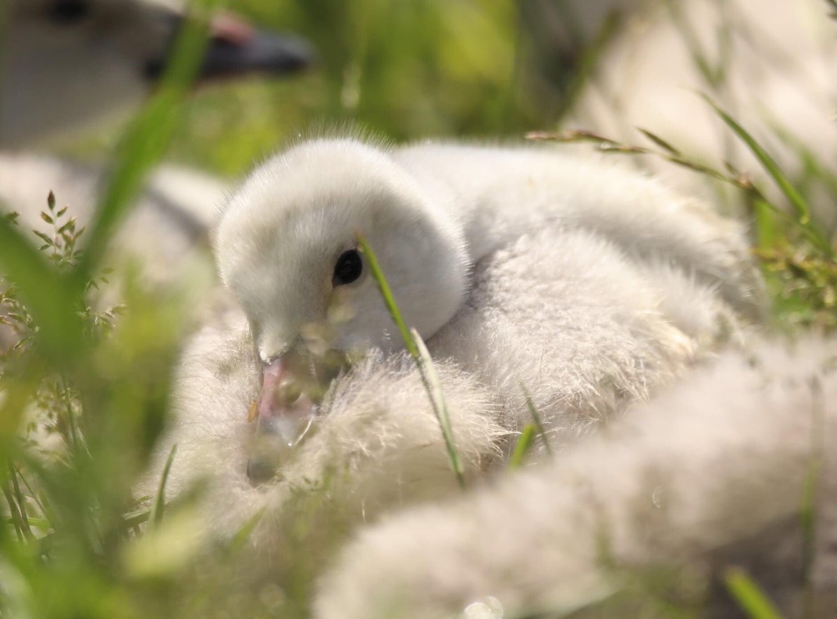 Trumpeter Cygnets less than 2 weeks old #Trumpeterswans #nature #Cygnets