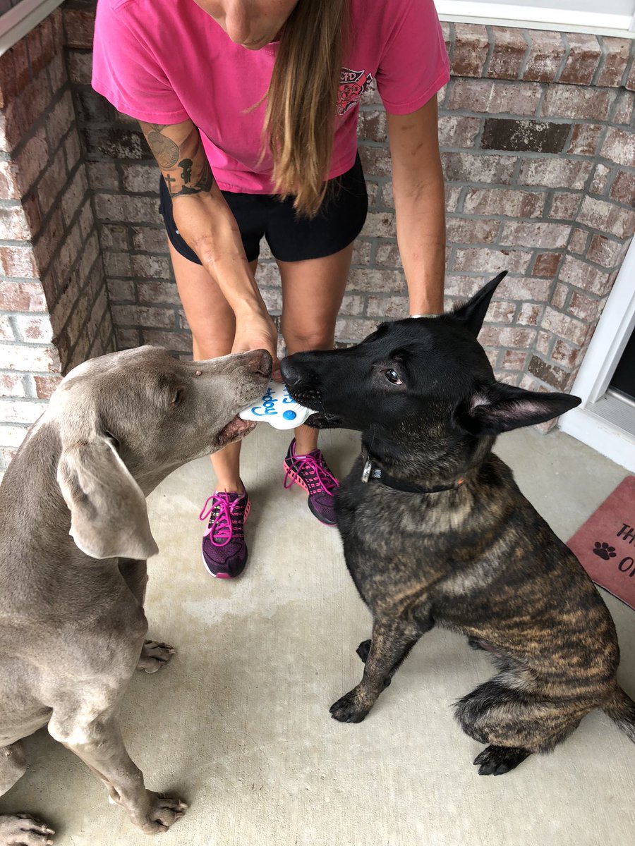 K9 Apart tweet media