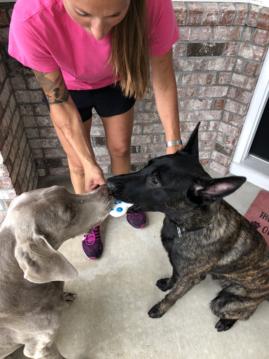 K9 Apart tweet media