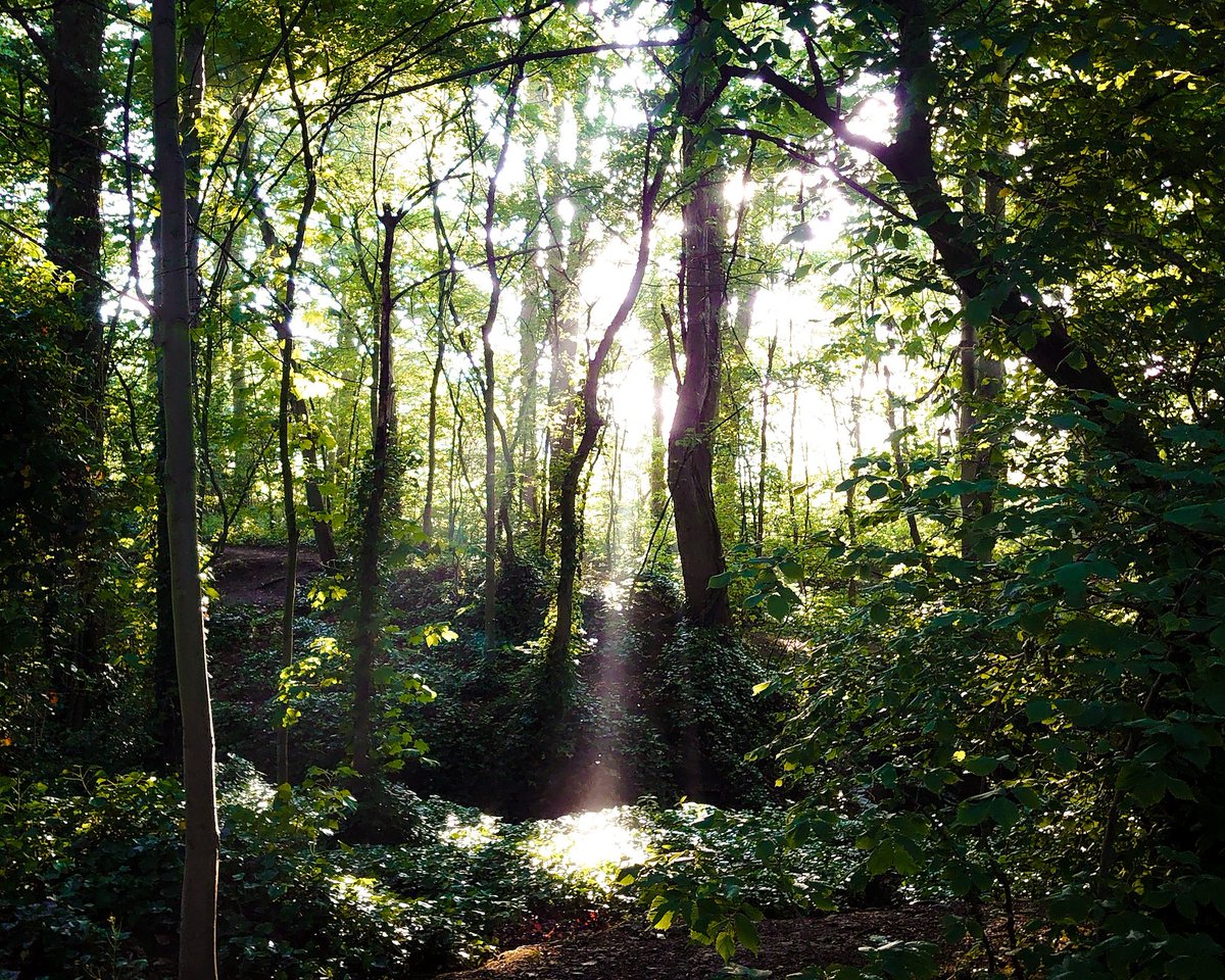 Last of the evening light #trees #leaves #light #rays #forest #park #wirral #arrowepark #dogwalks #igerswirral #igersmersey