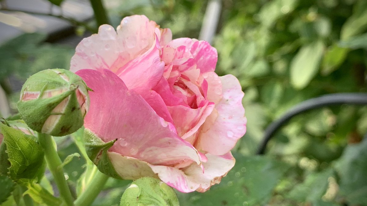 Rose Runner おはようございます 今朝のお庭より エドゥアールマネ このところの雨風で少し痛んでいますがいい色合いで咲いています 昨日鉢植えのカフェラテで癌腫を発見 残念ですが処分しました 他に広がっていない事を祈ります バラ エドゥアールマネ