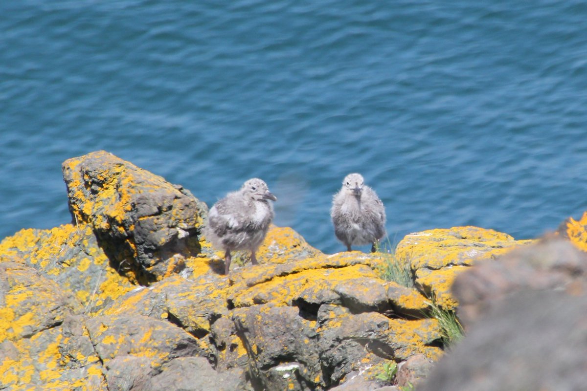 Efua Peterson tweet media