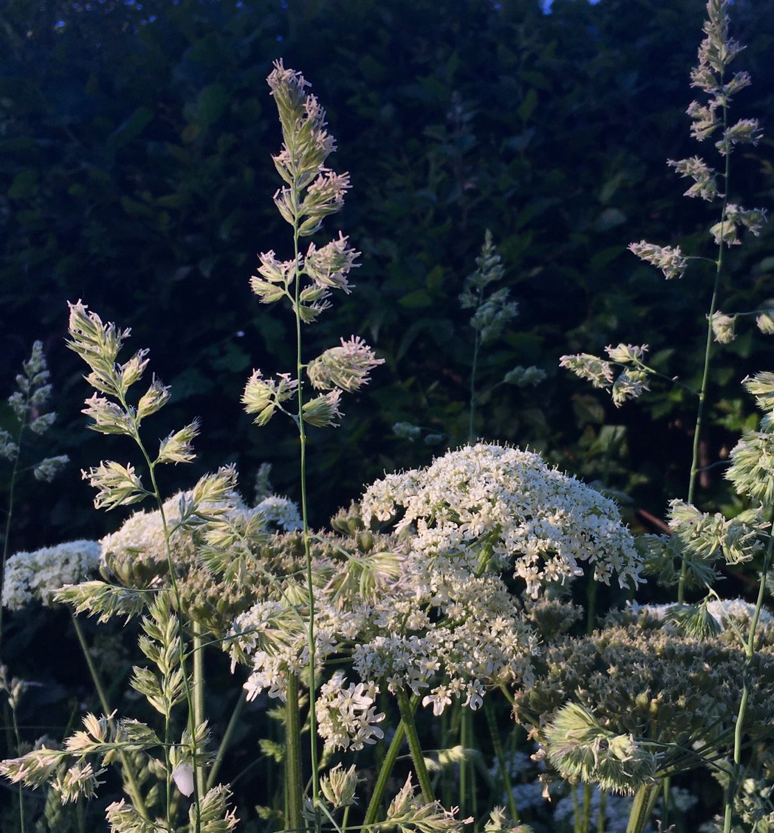 AbPreserves's tweet photo. ‘People forget that grasses are flowers, and magnificent graceful things too, that will dry & preserve themselves in winter’ Notes from Walnut Tree Farm Roger Deakin #FlowerReport #Frone #Somerset https://t.co/4zq5lJifb7