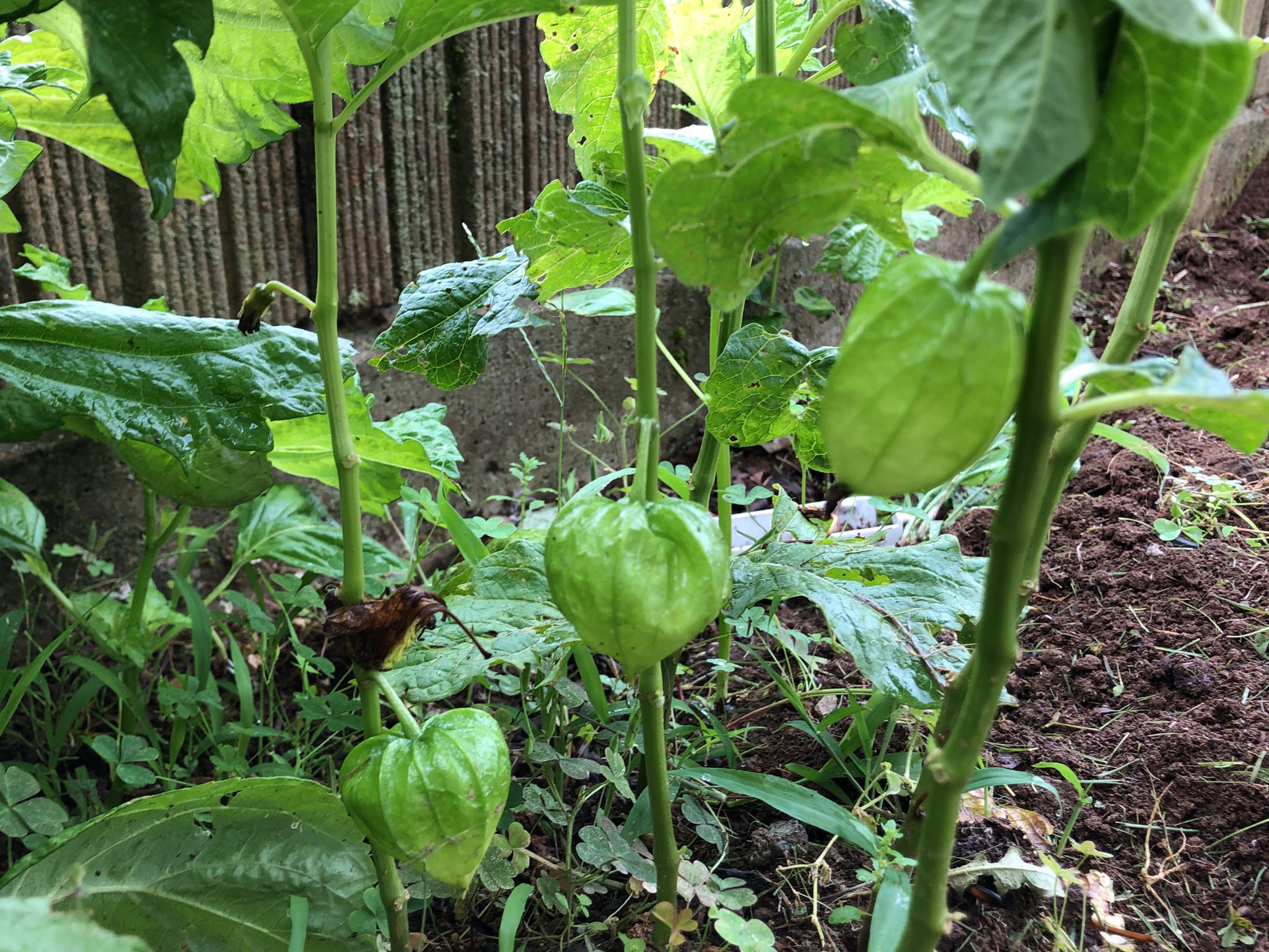 チーフ ほおずき 勝手に生えてきて何の植物か分からないまま放置してたんだけど そう言えば去年ここに植えていた この青い実がだんだん色づいていきます T Co 98f44w4cmx Twitter