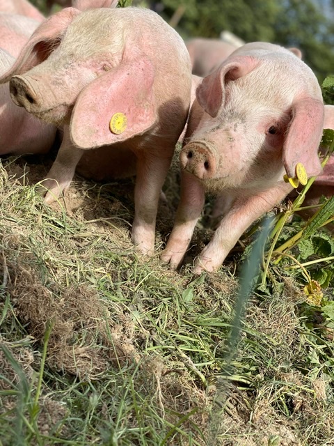 SmallholdersUK tweet media