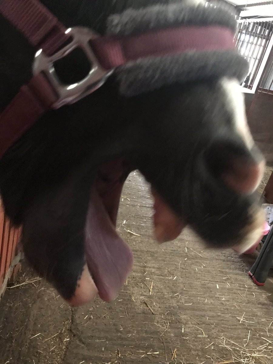 Good evening my friends hope you are all doing well! As you can see here I am very relaxed and tired.GUESS WHAT it’s because I had a massage. How nice is mummy for that?! Treats me like a proper man 🙈the massage lady said I am perfect for my age (as I would expect😉) 🥰🙃