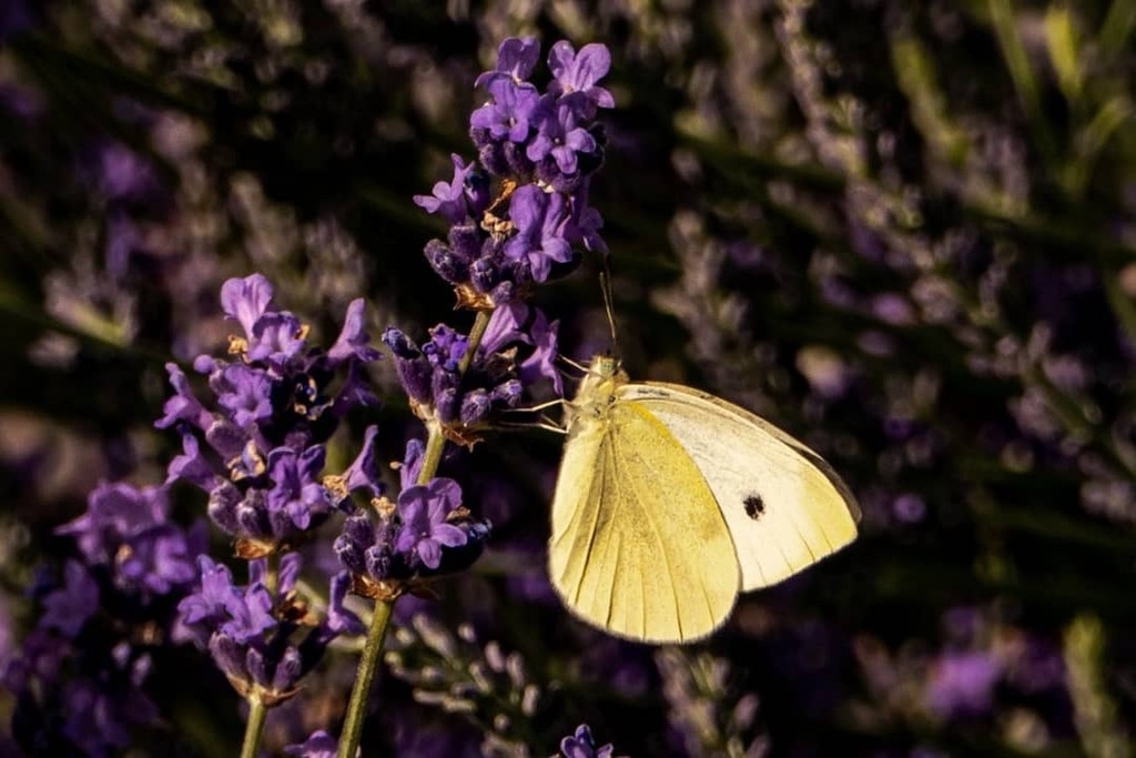 DidierWehrli's tweet photo. Le yin et le yang dans un battement d'ailes de #pieride du choux
#cabbagebutterfly #kohlweißling #lavande #lavender #violet #purple #bns_butterfly #bns_nature #aucoeurdu67 https://t.co/SJusdLrcDP https://t.co/IzfTR0Gu4r
