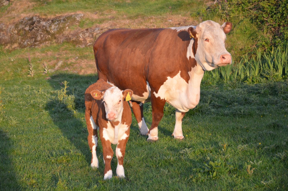 Mother and Son enjoying the evening sun#salbriherefords#herefordcattle#nativebreed @UKHereford
