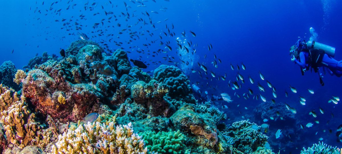 reeftrip's tweet photo. Super Excited for Great Barrier Reef Liveaboard Reef Encounter to be starting back on 22nd June - book the best liveaboard! https://t.co/C5pnLkKrKm #Liveaboard #Cairns #GreatBarrierReef https://t.co/Z3UKQrhNcM