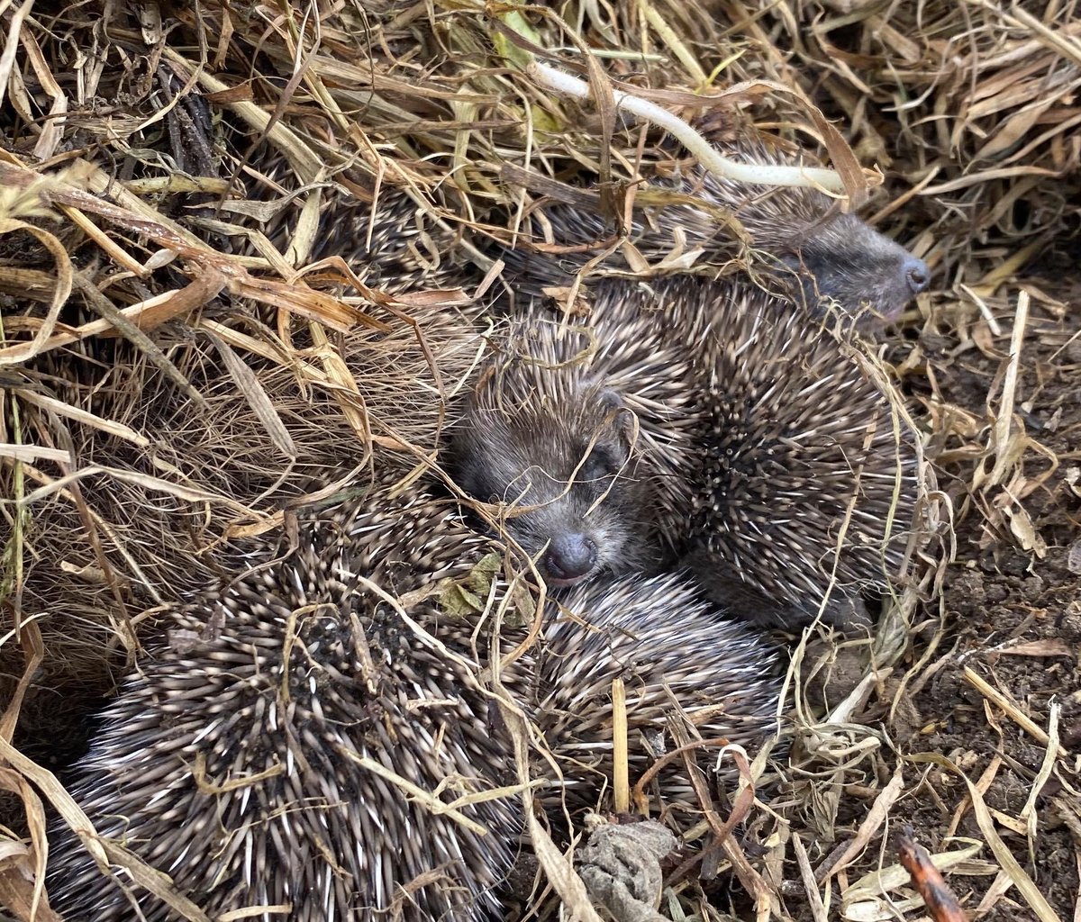 It’s so easy to accidentally disturb nests at this time of year. These little ones had a lucky escape when their nest was accidentally disturbed with a fork. Please check long grass etc carefully before strimming or turning vegetation over #hedgehog #hoglets #hedgehogs