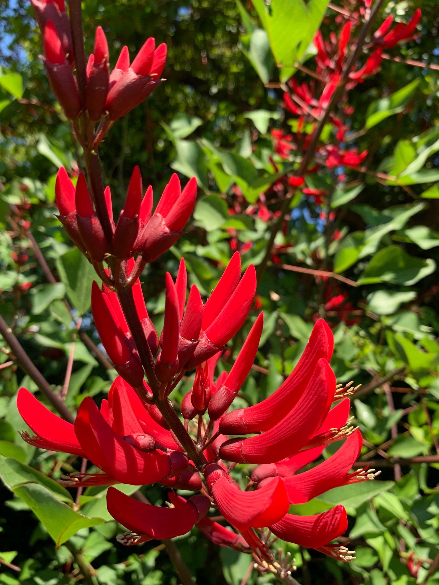 Uzivatel Cloudsailor 星羅の一日一花 Na Twitteru サンゴシトウ 珊瑚刺桐 珊瑚紫豆 別名ヒシバデイゴ 菱葉梯梧 長い花序に鮮やかな濃赤色の花 オーストラリアで作出された アメリカデイゴとエリスリナ ヘルバケアとの交配種 マメ科デイゴ属 Bidwell S