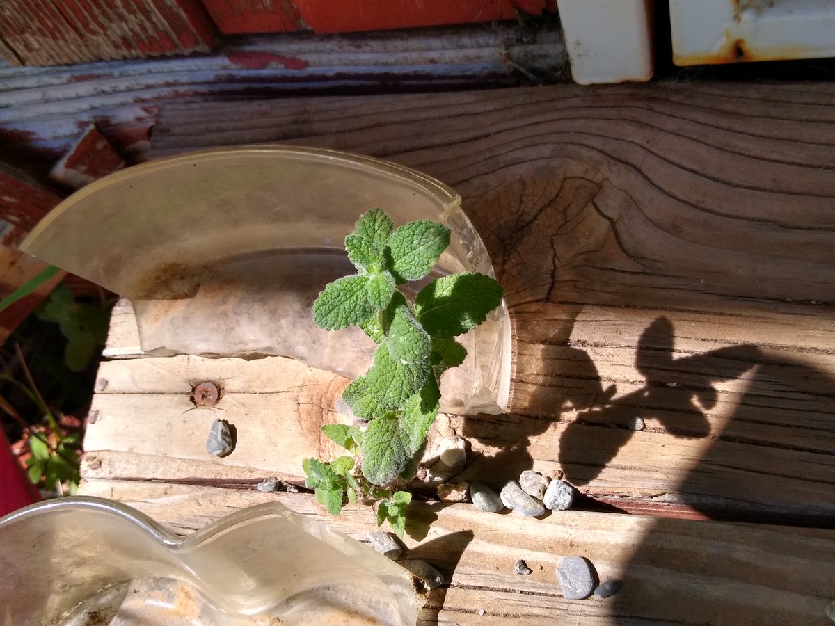 XDEVASTATEDX's tweet photo. Houston
We have a mint problem
#pineapplemint https://t.co/UHKk2yXMwx