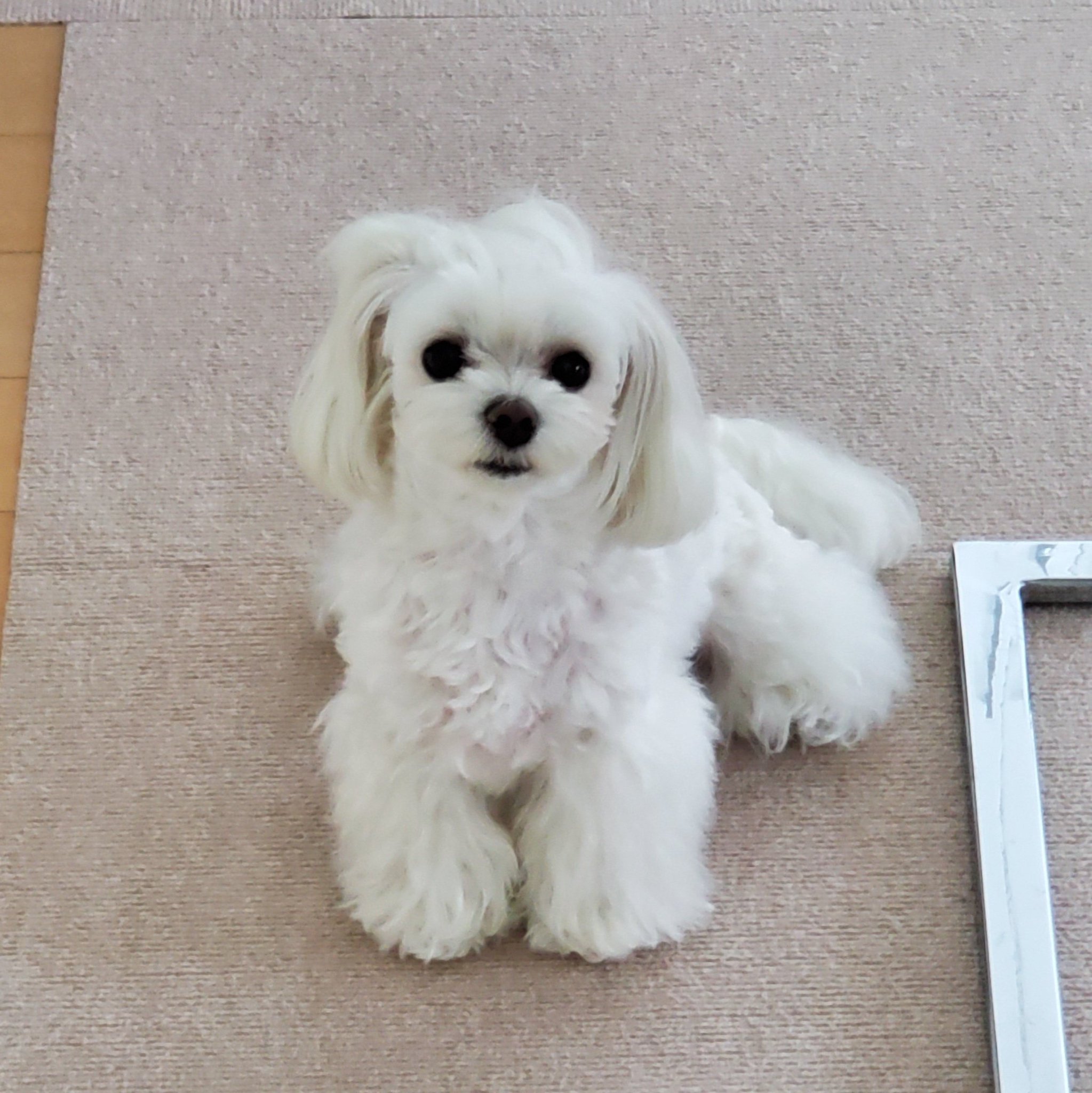 ユキちゃんママ おはよ 今日は 千葉県民の日 だけど特に何もないよ ユキちゃんは 千葉犬民 昨日の朝ユキちゃんごはん食べずにお腹キュルキュル また下痢になっちゃうかな と見守ってましたが大丈夫でした 夜はもりもり食べた ユキ ユキちゃんママ おはよ 今日は 千葉県民の日 だけど特に何もないよ ユキちゃんは 千葉犬民 昨日の朝ユキちゃんごはん食べずにお腹キュルキュル また下痢になっちゃうかな と見守ってましたが大丈夫でした 夜はもりもり食べた ユキ