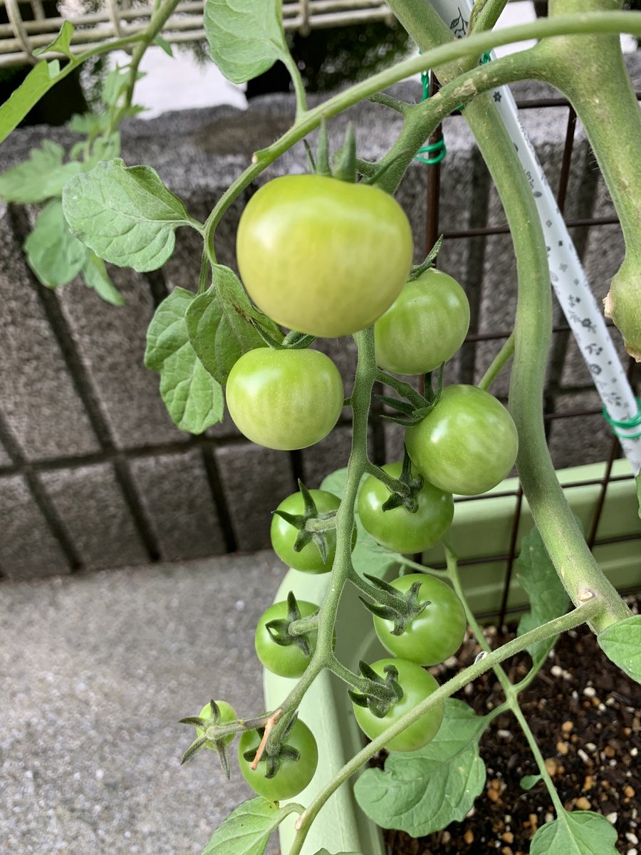 やさお酢 やさお酢