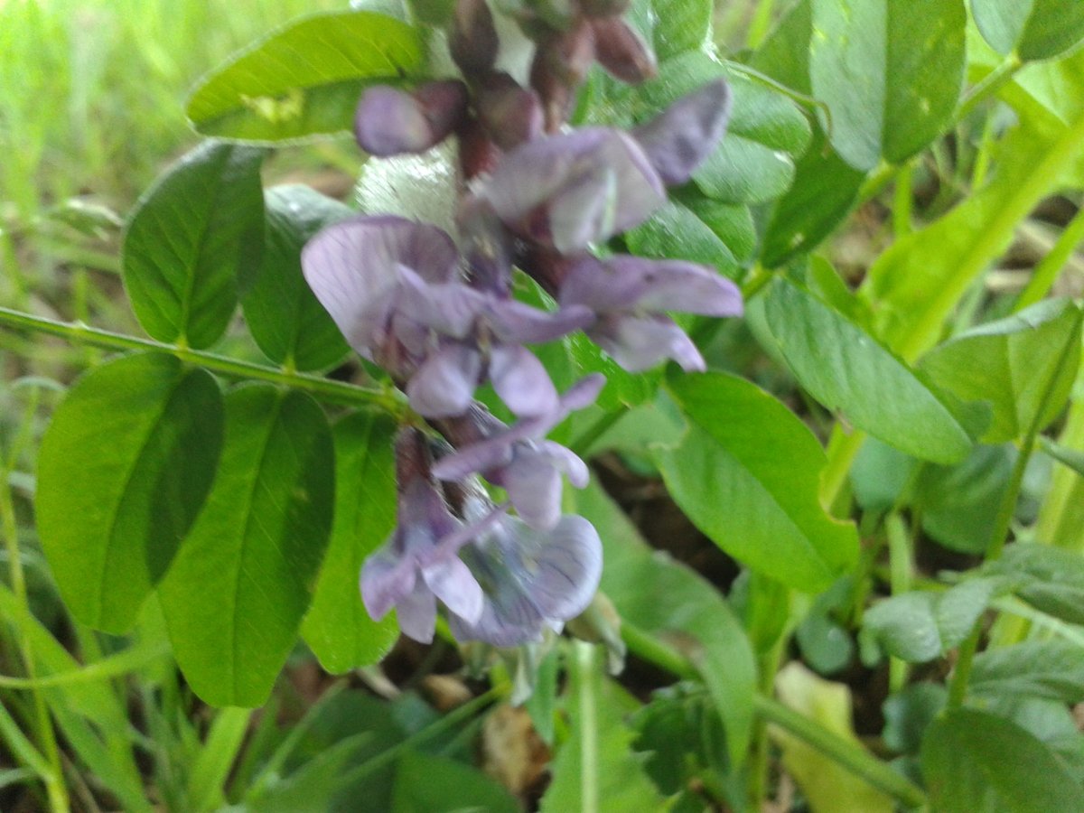 RuthHolmes2's tweet photo. Some of the beautiful #wildflowers I've seen on my way to #Auchentroig wood recently ππΌπ @WoodlandTrust @wildflower_hour #Stirlingshire #wildflowerhour #TuftedVetch #OxeyeDaisies #Foxglove #Scotland https://t.co/K6sFgZqKvT