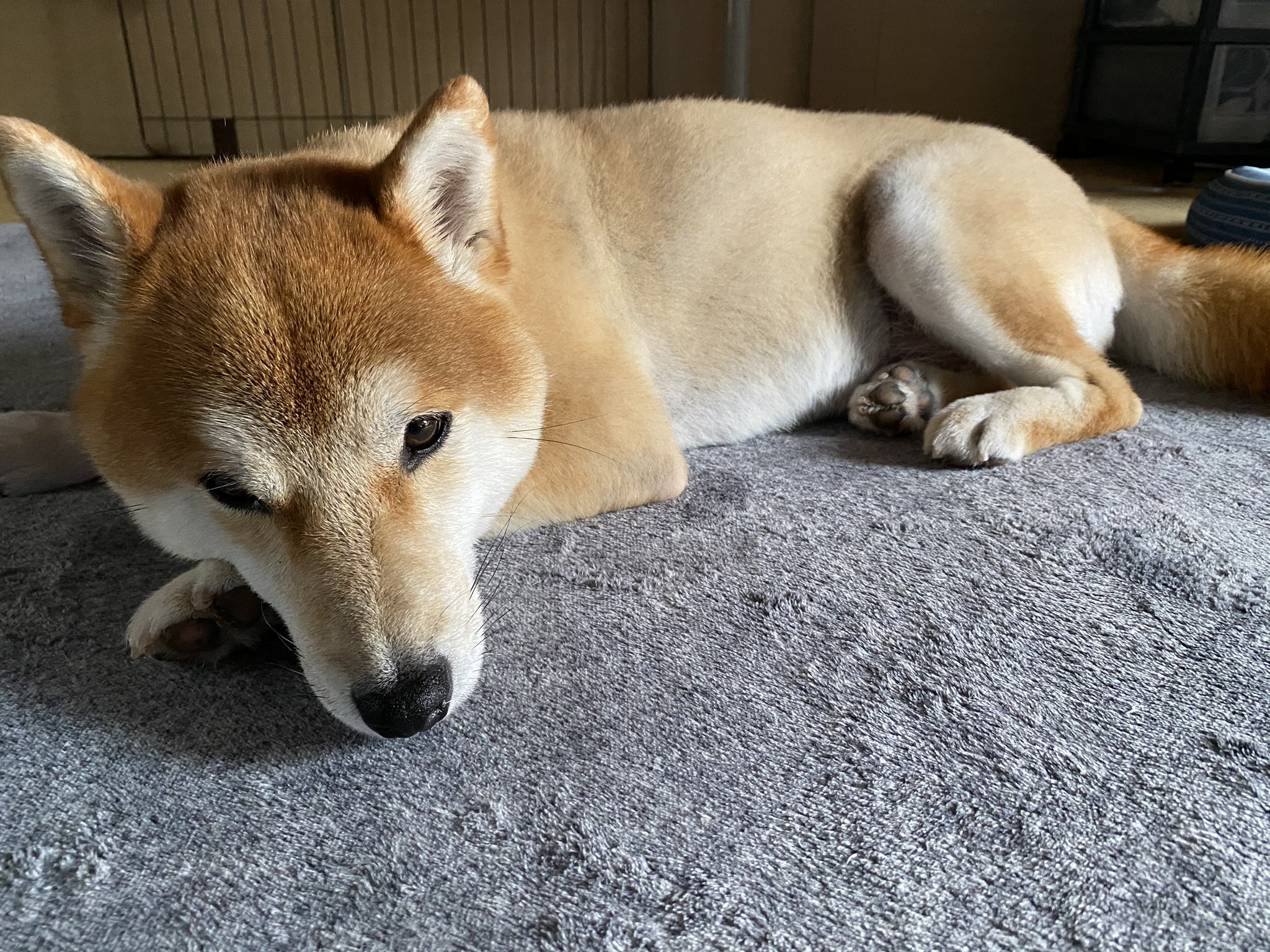 柴犬なつ 甲子園犬に夏毛が生えてきました 甲子園犬 毛が生える 柴犬を崇めよ いぬのきもち T Co Mefse8tnpx Twitter