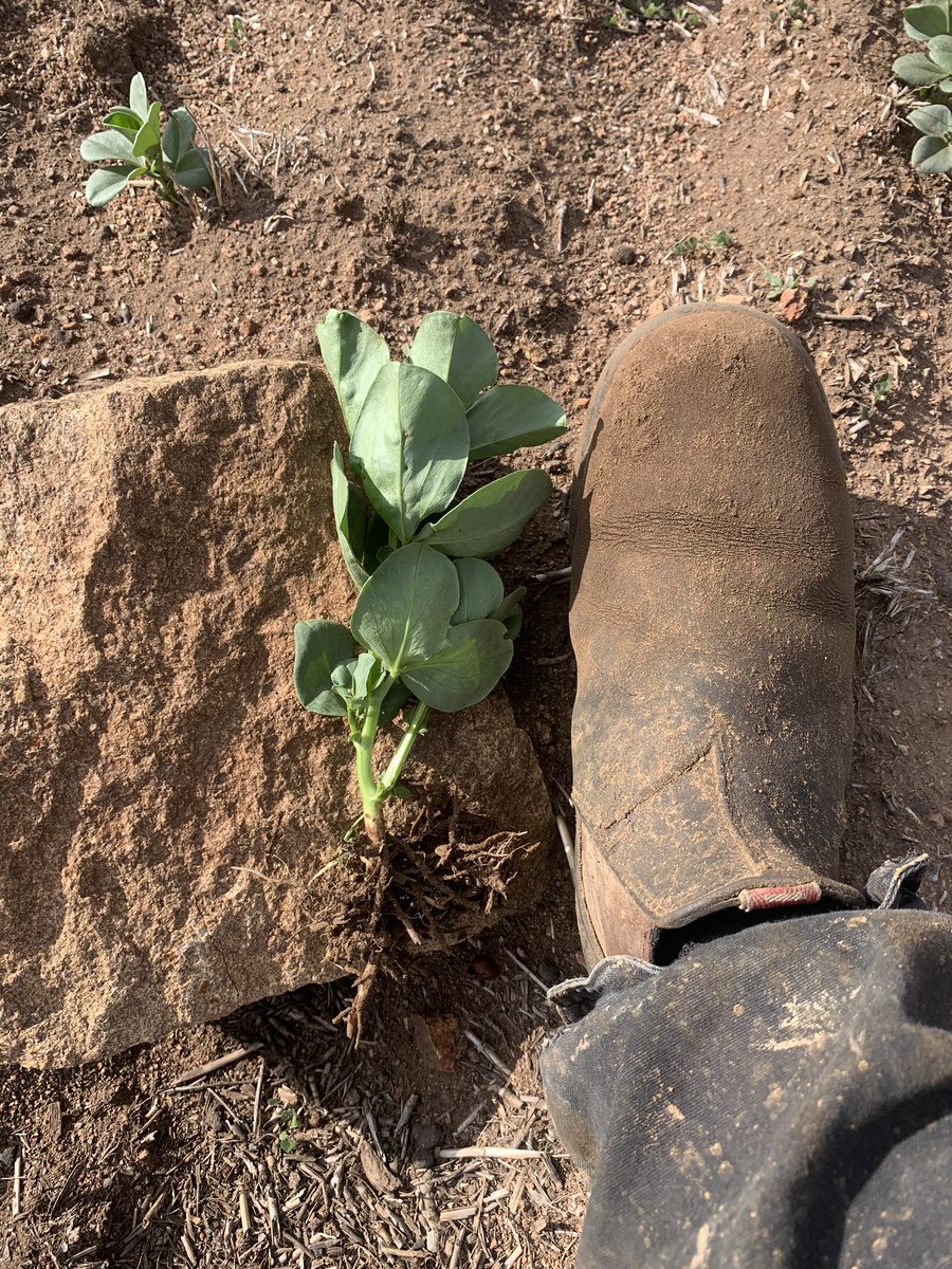 Is it too late to roll these faba beans?  <a href="/wesharding10/">Wes Harding</a> Have never rolled them before so unsure on latest timing.
