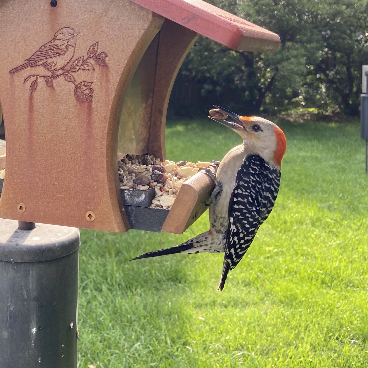 #redbelliedwoodpecker