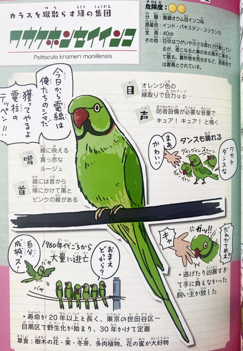 オウムとインコの日の日なので、拙著

『侵略!#外来いきもの図鑑? 』 https://t.co/I1NSzJmws8

より、ワカケホンセイインコをご紹介。都内近郊の住宅地で、スズメのごとく電線にビッシリ止まってるあの緑の鳥。彼らもまた人が飼ってたペットの成れの果てです。

#オウムとインコの日 