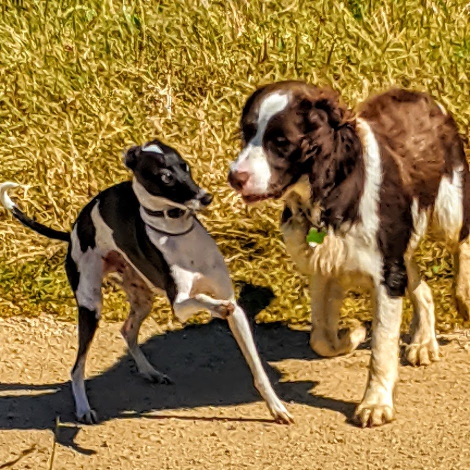 My puppy Bing met Cipollini, a greyhound, at #CrissyField in SF. They have become bad boy besties.  Cipollini slyly stole chicken from picnickers while Bing watched. Later Bing happily snatched a #LiguriaBakery #focaccia slice in #NorthBeach. #BadBoyzz #Sorry #WorkingonBehavior