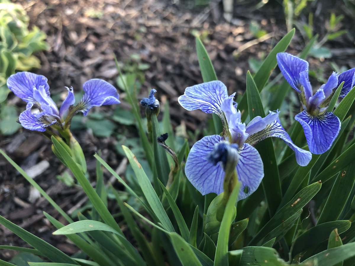 JoannaMWallace's tweet photo. Today’s #bloom20 https://t.co/zzBh8tpdHU